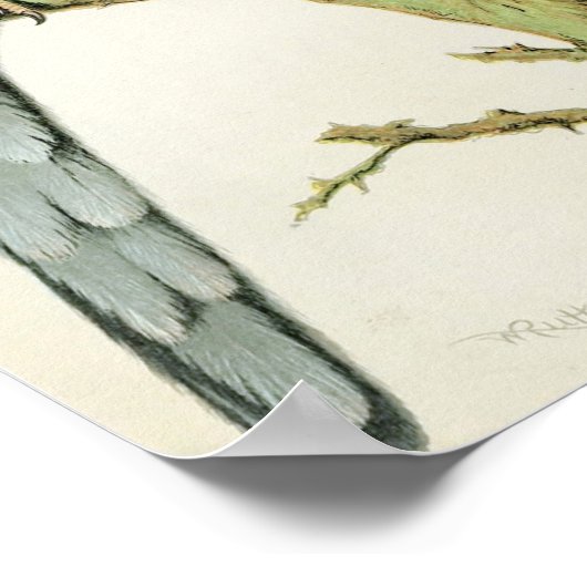 Poster Rosella Parrakeets (Coin)