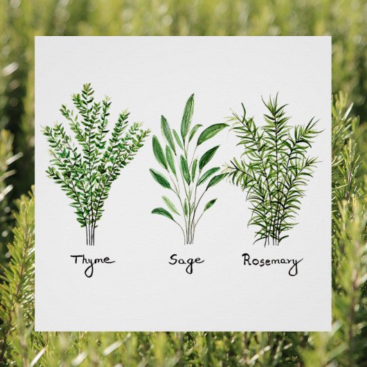 Poster Rosemary Herbes de Sage de thym Cuisine culinaire 
