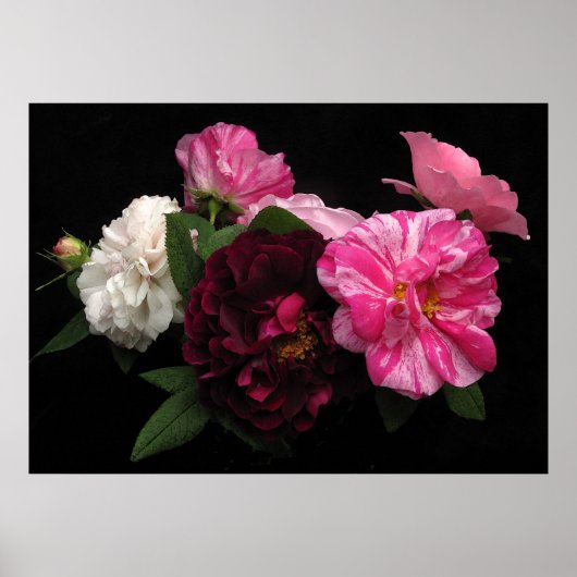 Poster Roses antiques (Devant)