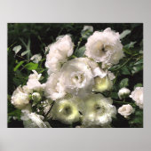 Poster Roses blanches (Devant)