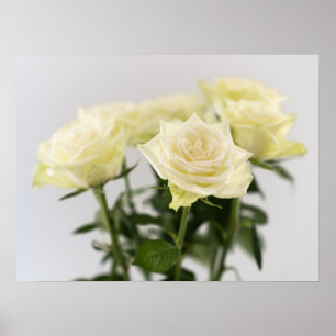 Poster Roses blanches classiques Photographie botanique e