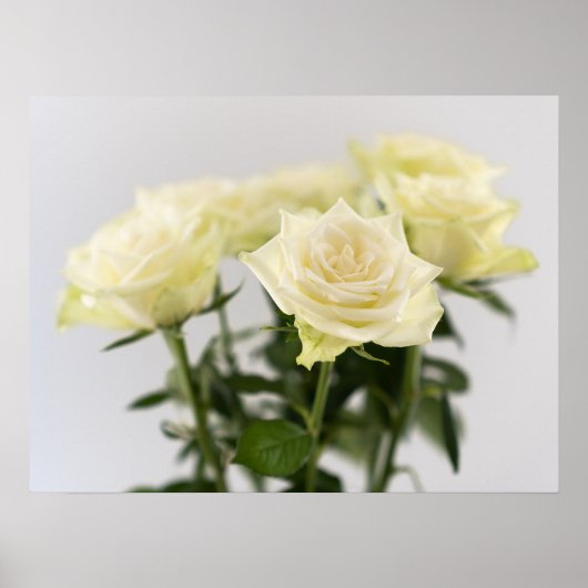 Poster Roses blanches classiques Photographie botanique e (Devant)