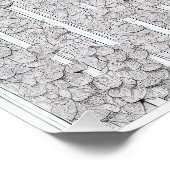 Poster Roses blanches E (Coin)