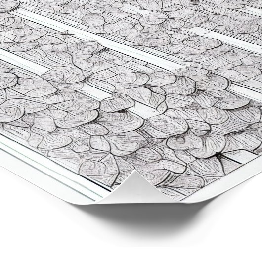 Poster Roses blanches E (Coin)