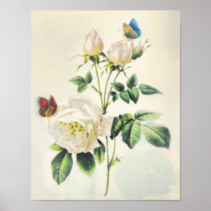 Poster Roses blanches et papillons par Pierre Redoute