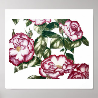 Poster Roses blanches No2