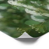 Poster Roses blancs à la traîne (Coin)