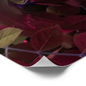 Poster Roses bleu électrique (Coin)