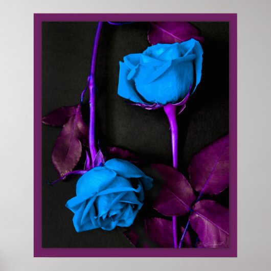 Poster Roses bleus - 20x24 -autres tailles disponibles (Devant)