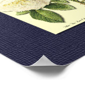 Poster Roses botaniques rouges et blancs sur l'affiche bl (Coin)