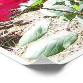 Poster Roses de Fushia partout (Coin)