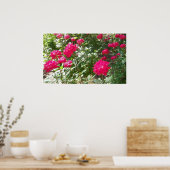 Poster Roses de Fushia partout (Cuisine)