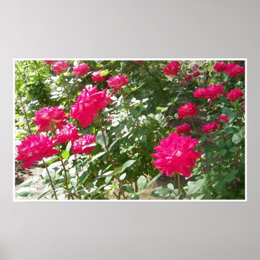 Poster Roses de Fushia partout (Devant)