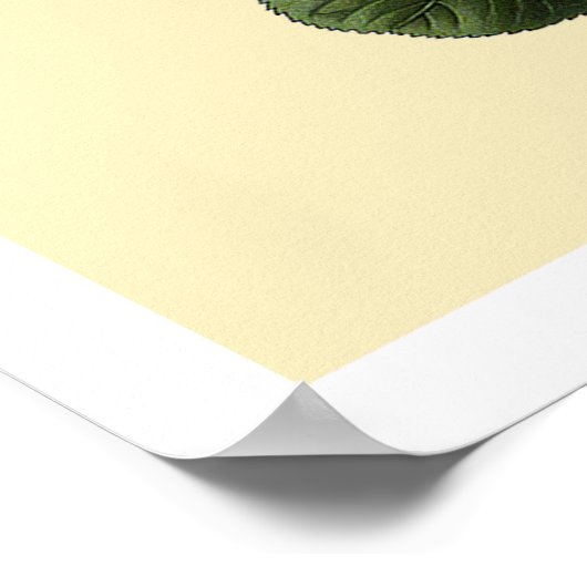 Poster Roses de thé rose (Coin)