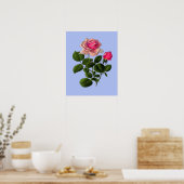 Poster Roses de thé rose (Cuisine)