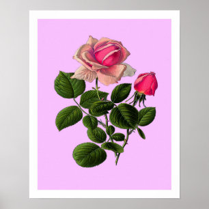 Poster Roses de thé rose
