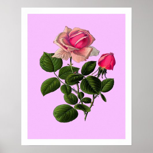 Poster Roses de thé rose (Devant)