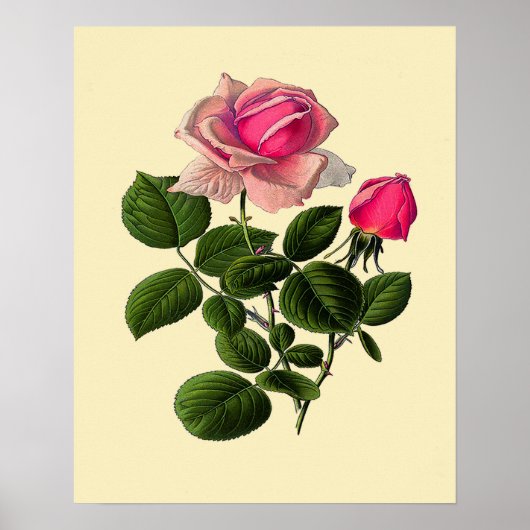 Poster Roses de thé roses (Devant)