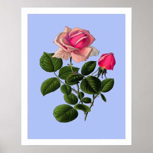 Poster Roses de thé roses (Devant)