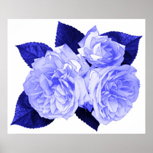Poster Roses démodés