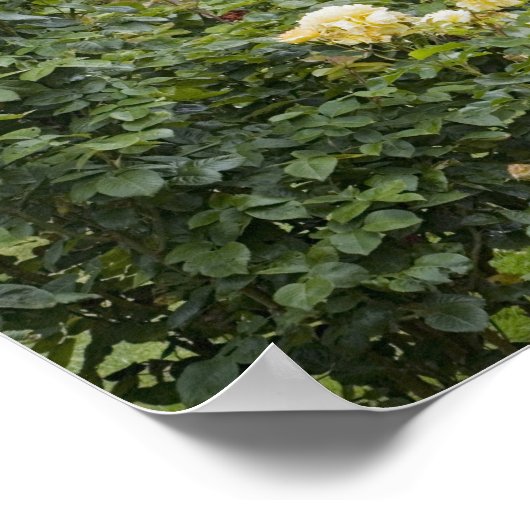 Poster Roses en fleurs et jardin Rose Gazebo au (Coin)