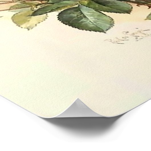 Poster Roses et bourdons Paul de Longpre Art (Coin)