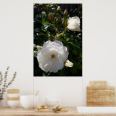 Poster Roses fleurs, roses blanches (Cuisine)