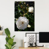 Poster Roses fleurs, roses blanches (Bureau à domicile)
