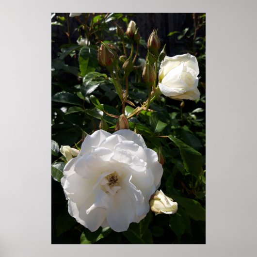 Poster Roses fleurs, roses blanches (Devant)