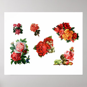Poster Roses in Bloom