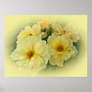 Poster Roses jaunes