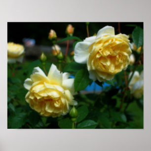 Poster Roses Jaunes En Fleur Orton Art