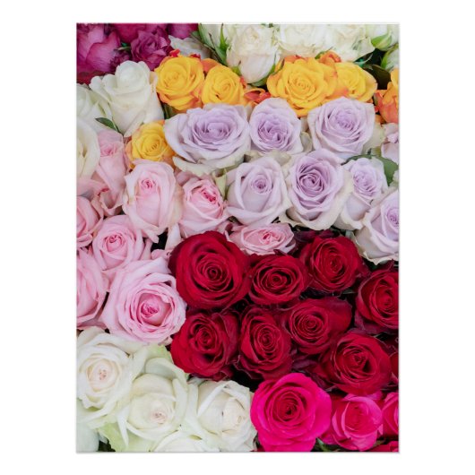 Poster Roses Mixtes Colorées (Devant)