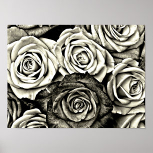 Poster Roses noires et blanches
