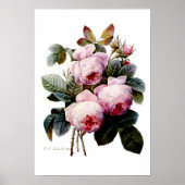 Poster Roses par Redoute (Devant)