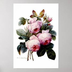 Poster Roses par Redoute