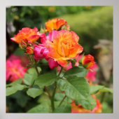 Poster Roses Rose Jaune Imprimer (Devant)