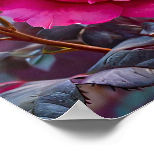 Poster Roses roses (Coin)