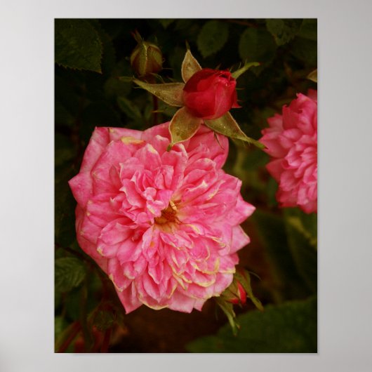 Poster Roses roses (Devant)