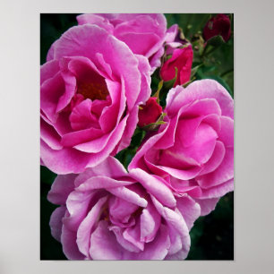 Poster Roses roses