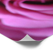 Poster Roses roses (Coin)