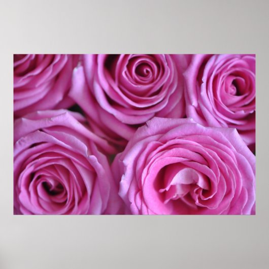 Poster Roses roses (Devant)