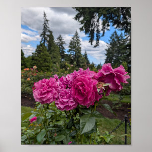 Poster Roses roses au jardin de roses de Portland