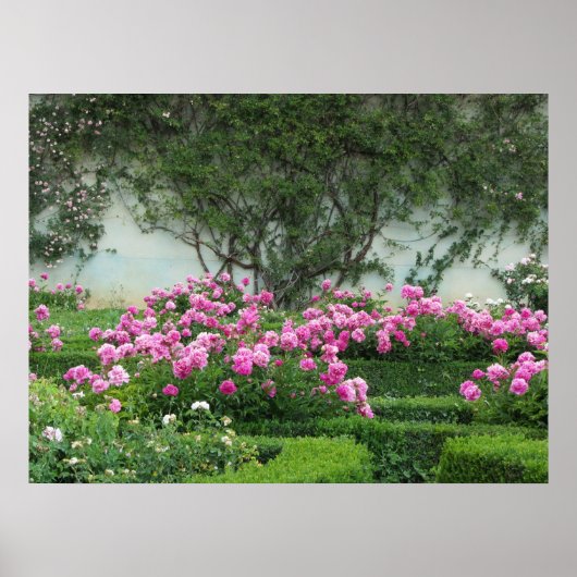 Poster Roses roses élégants (Devant)