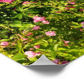 Poster Roses roses en fleur (Coin)