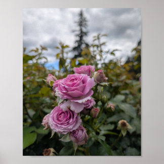 Poster Roses roses lavande avec un ciel nuageux dramatiqu