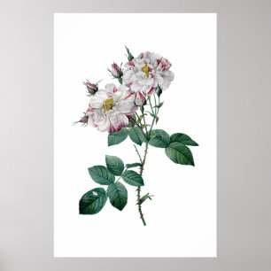 Poster Roses roses par la copie de la meilleure qualité