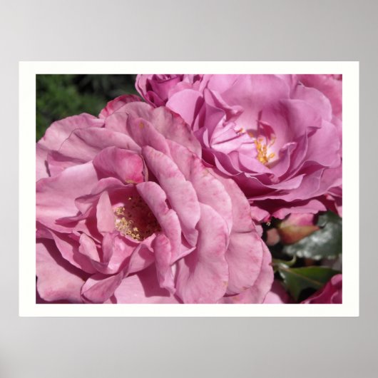 Poster Roses roses profond (Devant)