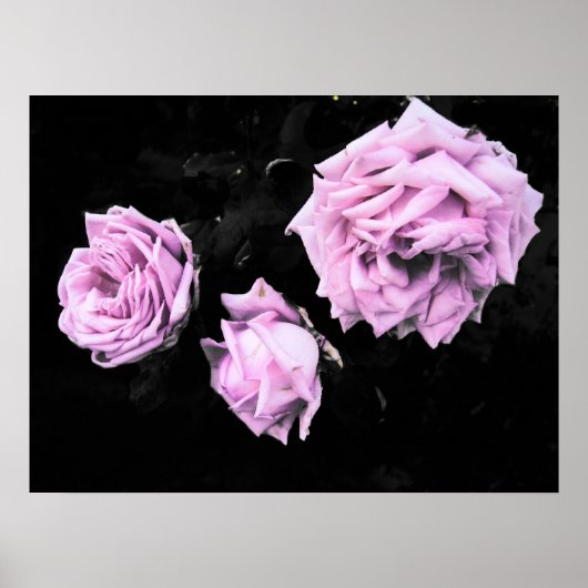 Poster roses roses roses (Devant)
