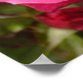 Poster Roses roses roses douces (Coin)
